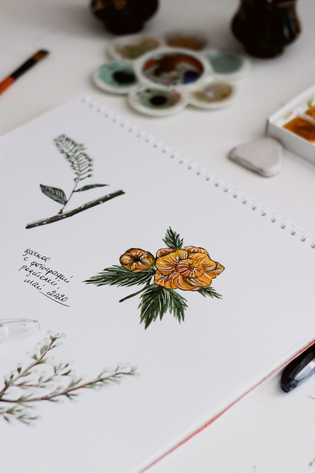 Carnet d'aquarelle botanique